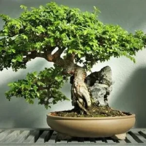 Hokkaido Dwarf Chinese Elm Bonsai – Ulmus parvifolia in 4.7