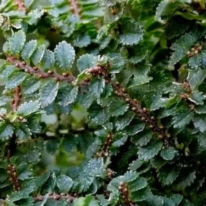 Hokkaido Dwarf Chinese Elm Bonsai – Ulmus parvifolia in 4.7