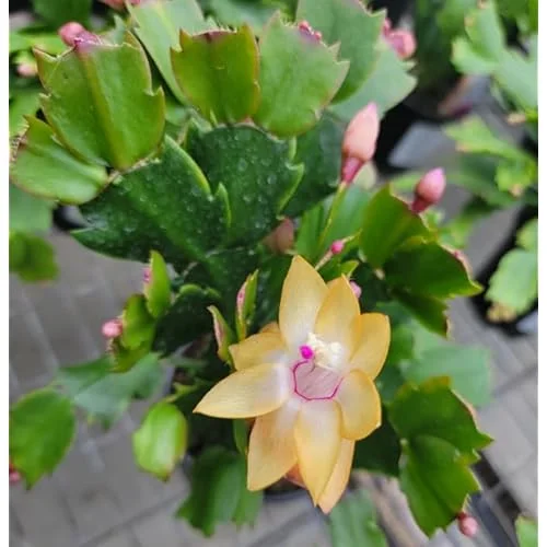 Holiday Cactus - Schlumbergera, 3 Inch Pot, Yellow Flowering Succulent