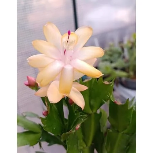 Holiday Cactus - Schlumbergera, 3 Inch Pot, Yellow Flowering Succulent