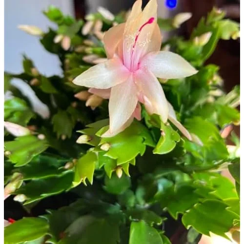 Holiday Cactus - Schlumbergera, 3 Inch Pot, Yellow Flowering Succulent