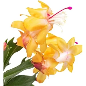 Holiday Cactus - Schlumbergera, 3 Inch Pot, Yellow Flowering Succulent