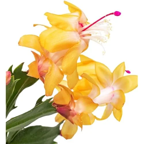 Holiday Cactus - Schlumbergera, 3 Inch Pot, Yellow Flowering Succulent
