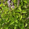 Holy Basil Live Plant 5" Tall, Kapoor Tulsi Ocimum Africanum, 3 Plugs