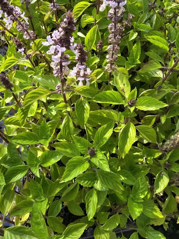 Holy Basil Live Plant 5" Tall, Kapoor Tulsi Ocimum Africanum, 3 Plugs