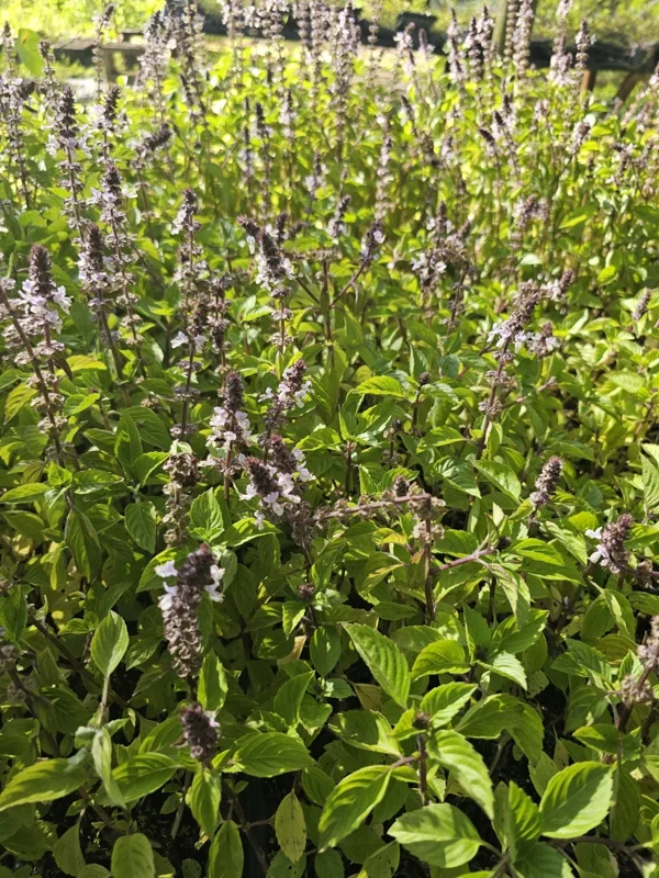 Holy Basil Live Plant 5" Tall, Kapoor Tulsi Ocimum Africanum, 3 Plugs
