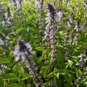 Holy Basil Live Plant 5