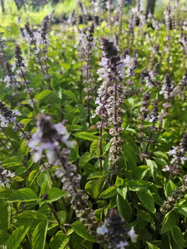 Holy Basil Live Plant 5" Tall, Kapoor Tulsi Ocimum Africanum, 3 Plugs