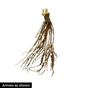 Honeoye Junebearing Strawberry Plant Lot of 10 Plants Self-Pollinating