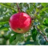 Honeycrisp Apple Tree - 2-3 Feet Tall - Bare Root - Sweet Red Apples