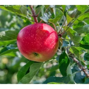 Honeycrisp Apple Tree - 2-3 Feet Tall - Bare Root - Sweet Red Apples