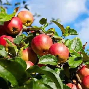 Honeycrisp Apple Tree - 2-3 Feet Tall - Bare Root - Sweet Red Apples