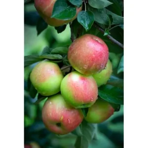 Honeycrisp Apple Tree - 2-3 Feet Tall - Bare Root - Sweet Red Apples