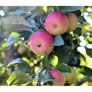 Honeycrisp Apple Tree - 2-3 Feet Tall - Bare Root - Sweet Red Apples