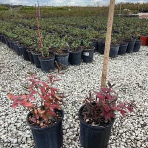 Honeysuckle, Halls 1 Gallon Live Plant – Yellow-White Flowers, Groundcover Vine, Erosion Control