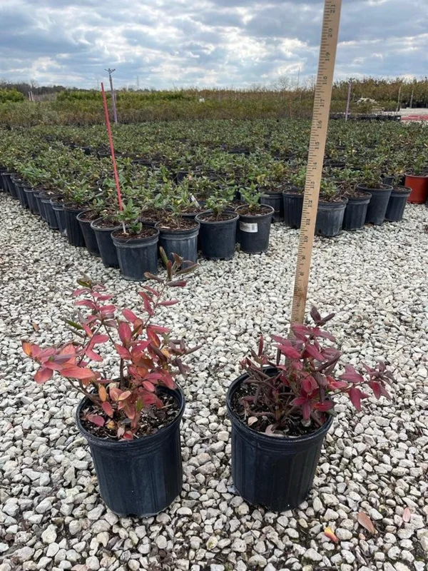 Honeysuckle, Halls 1 Gallon Live Plant – Yellow-White Flowers, Groundcover Vine, Erosion Control