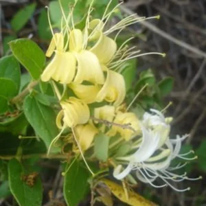 Honeysuckle, Halls 1 Gallon Live Plant – Yellow-White Flowers, Groundcover Vine, Erosion Control