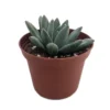 Hooker's Moonstone Succulent - Pachyphytum Hookeri - 2.5" Pot - Easy Care