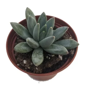 Hooker's Moonstone Succulent - Pachyphytum Hookeri - 2.5