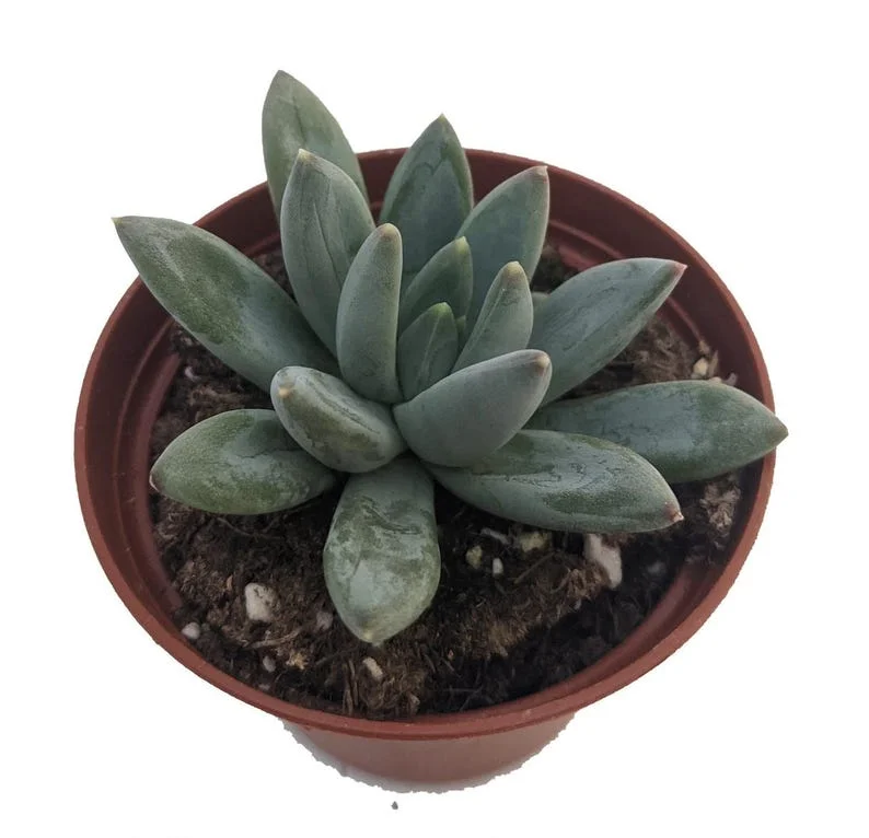 Hooker's Moonstone Succulent - Pachyphytum Hookeri - 2.5" Pot - Easy Care