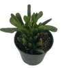 Horntree Jade Plant - Succulent Houseplant - 4 Inch Pot