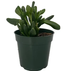 Horntree Jade Plant - Succulent Houseplant - 4 Inch Pot