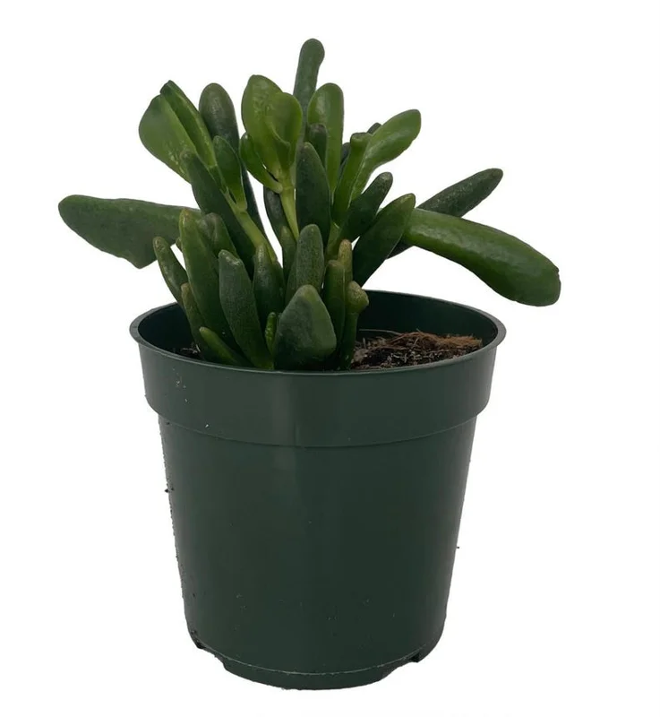 Horntree Jade Plant - Succulent Houseplant - 4 Inch Pot