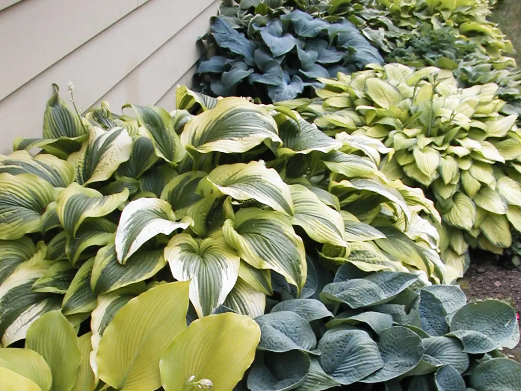 Hosta (Hosta spp.)