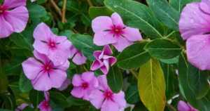 How to Propagate Vinca Minor (1)