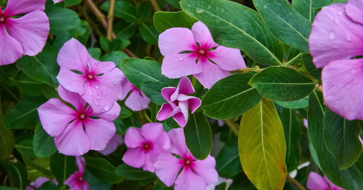 How to Propagate Vinca Minor (1)