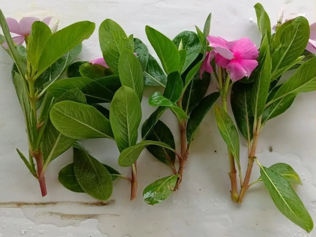 Fresh Vinca minor cuttings with green leaves and pink flowers, ready for propagation through stem cutting method.