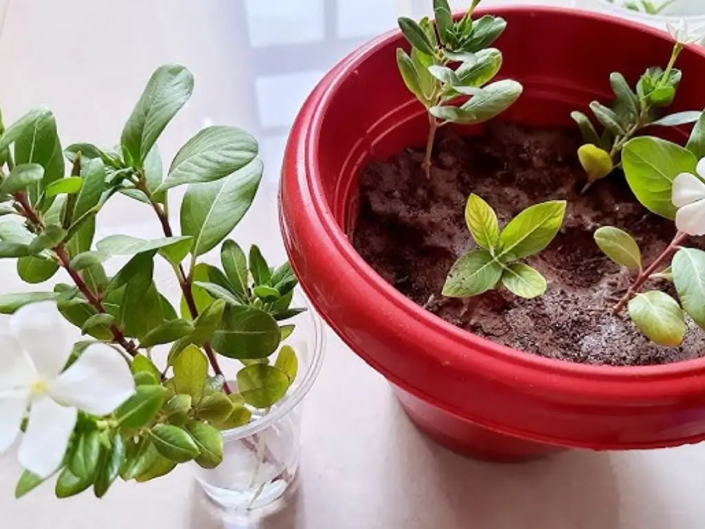 Vinca minor cuttings rooting in a pot and water container, showing an easy way to propagate periwinkle plants at home.