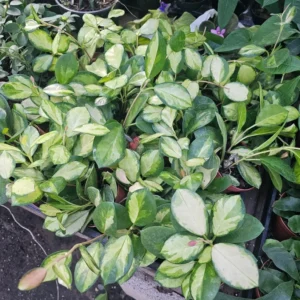Hoya Australis Variegated Rooted Cutting - Beautiful Hoya Lisa Plant