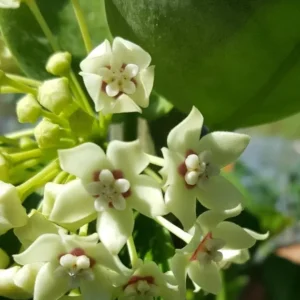 Hoya Australis Vine Wax Flower Live Plant 5