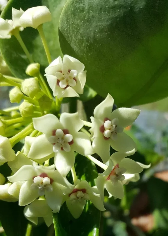 Hoya Australis Vine Wax Flower Live Plant 5" Tall - Vanilla Hoya