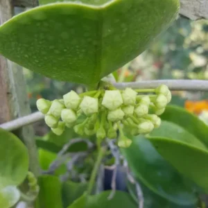 Hoya Australis Vine Wax Flower Live Plant 5