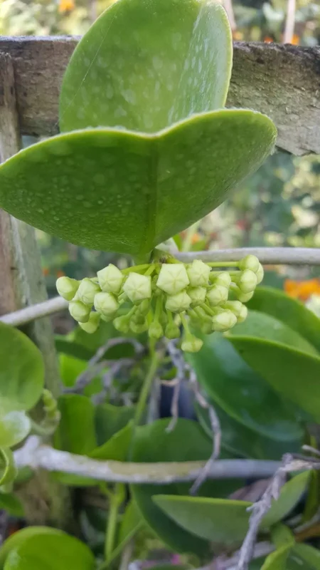 Hoya Australis Vine Wax Flower Live Plant 5" Tall - Vanilla Hoya