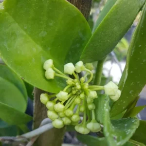 Hoya Australis Vine Wax Flower Live Plant 5