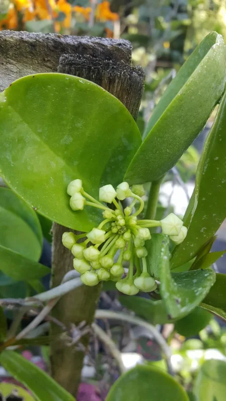 Hoya Australis Vine Wax Flower Live Plant 5" Tall - Vanilla Hoya