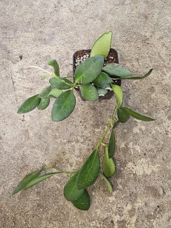 Hoya Bilobata Live Plant 7" Tall, Wax Plant in 3" Pot - Porcelain Flower