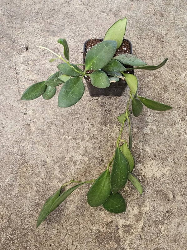 Hoya Bilobata Live Plant 7" Tall, Wax Plant in 3" Pot - Porcelain Flower