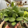 Hoya Burtoniae Plant - 4 Inch Potted Indoor Tropical Plant