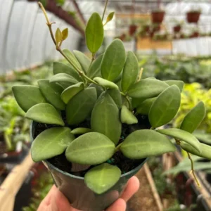 Hoya Burtoniae Plant - 4 Inch Potted Indoor Tropical Plant