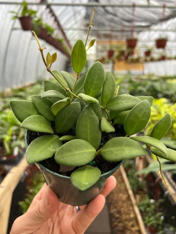 Hoya Burtoniae Plant - 4 Inch Potted Indoor Tropical Plant