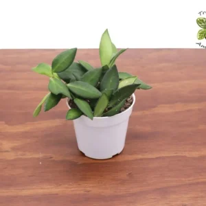 Hoya Burtoniae Plant - 4 Inch Potted Indoor Tropical Plant