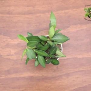 Hoya Burtoniae Plant - 4 Inch Potted Indoor Tropical Plant