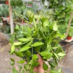 Hoya Burtoniae Plant - 6 Inch Potted Trailing Wax Plant