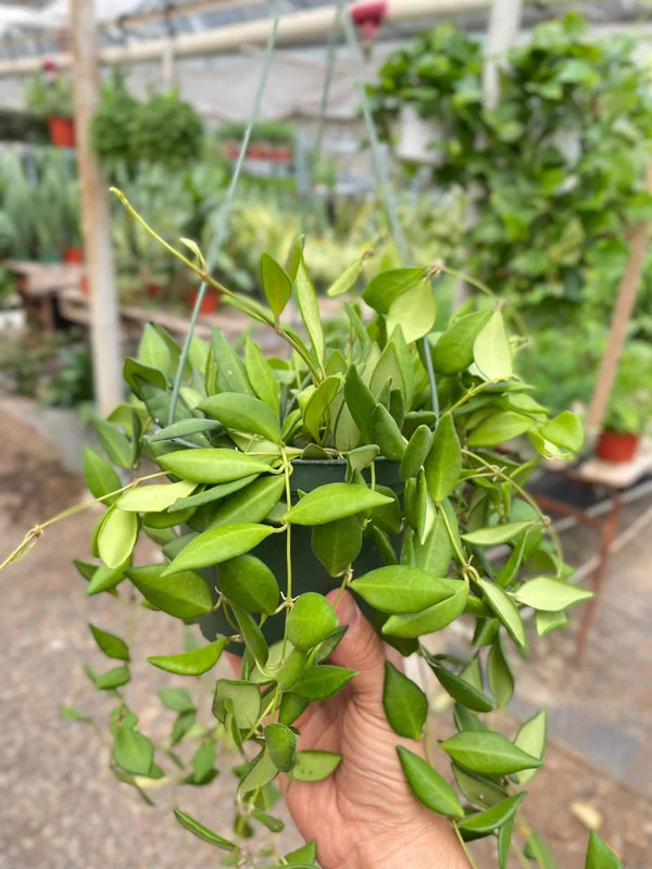 Hoya Burtoniae Plant - 6 Inch Potted Trailing Wax Plant