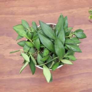 Hoya Burtoniae Plant - 6 Inch Potted Trailing Wax Plant