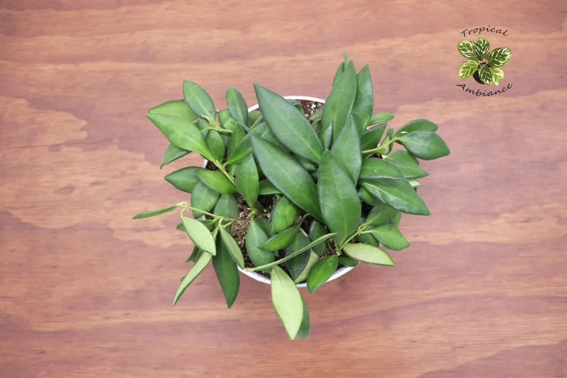 Hoya Burtoniae Plant - 6 Inch Potted Trailing Wax Plant